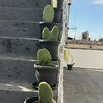 Domus Olea & Opuntia Salento