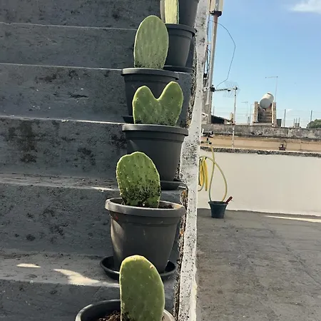 Domus Olea & Opuntia Salento